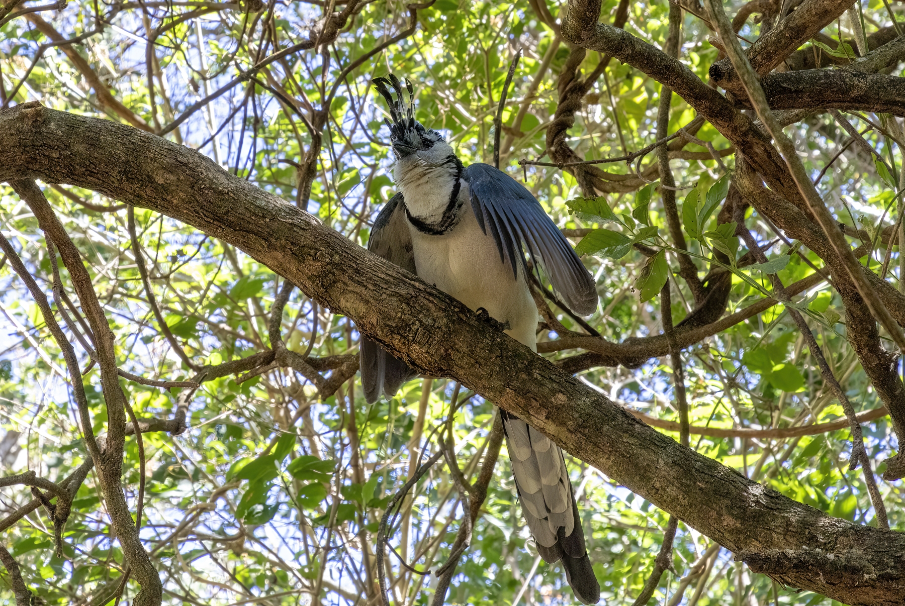 /gallery/central_america/costa_rica/guanacaste/ ricron np/White Throated Magpie Jay 2024-003_med.jpg